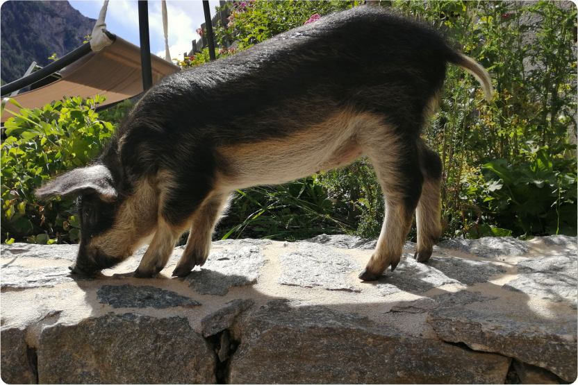 68b5b0c707d03afe57ae7592 horizontalborder