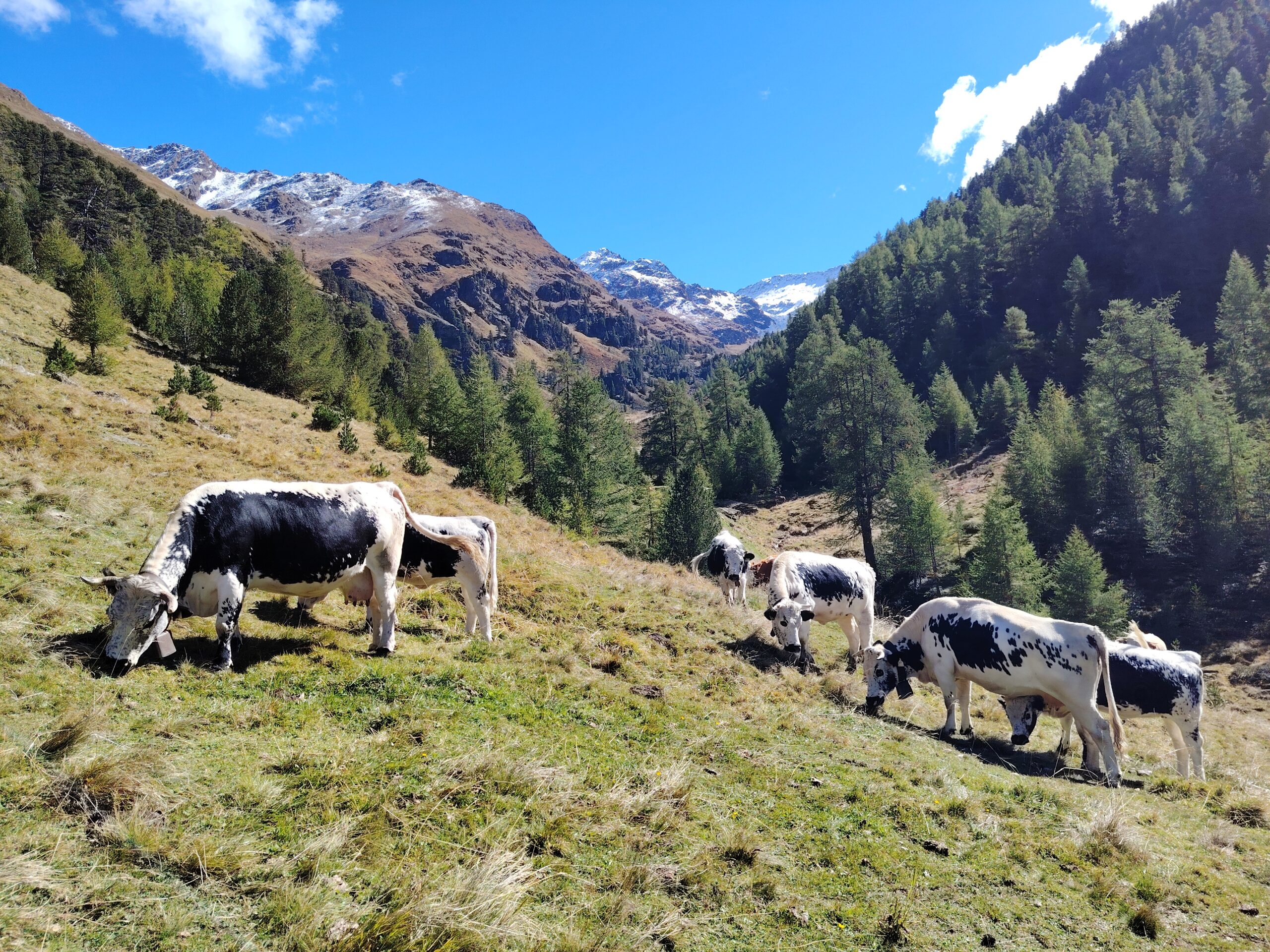 Wiartshof Urlaub auf dem Bauernof Langtaufers Ferienwohnung Pustertaler Sprinzen Hinterbrunnen Alm