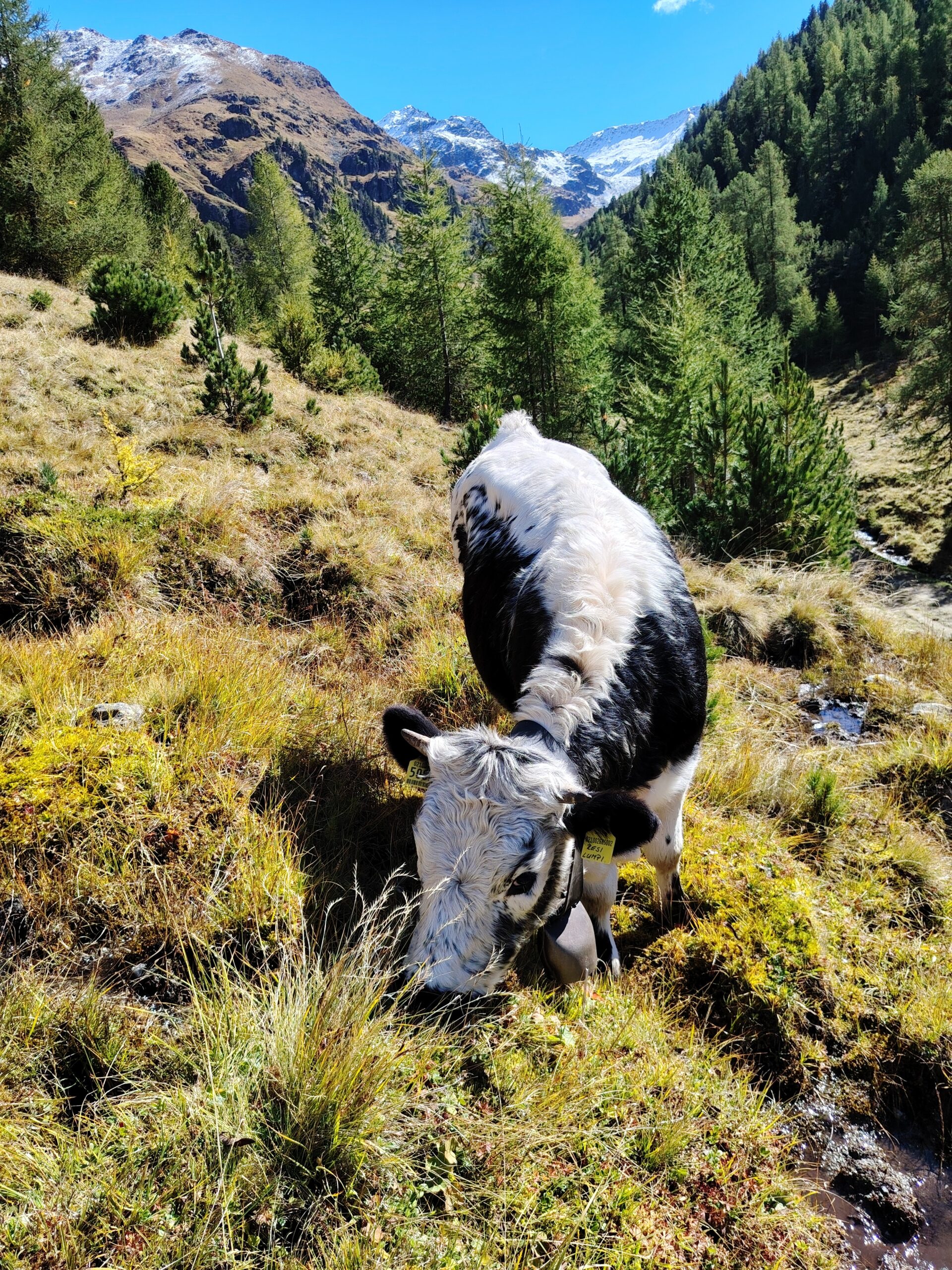 Wiartshof Urlaub auf dem Bauernof Langtaufers Ferienwohnung Pustertaler Sprinzen Resi