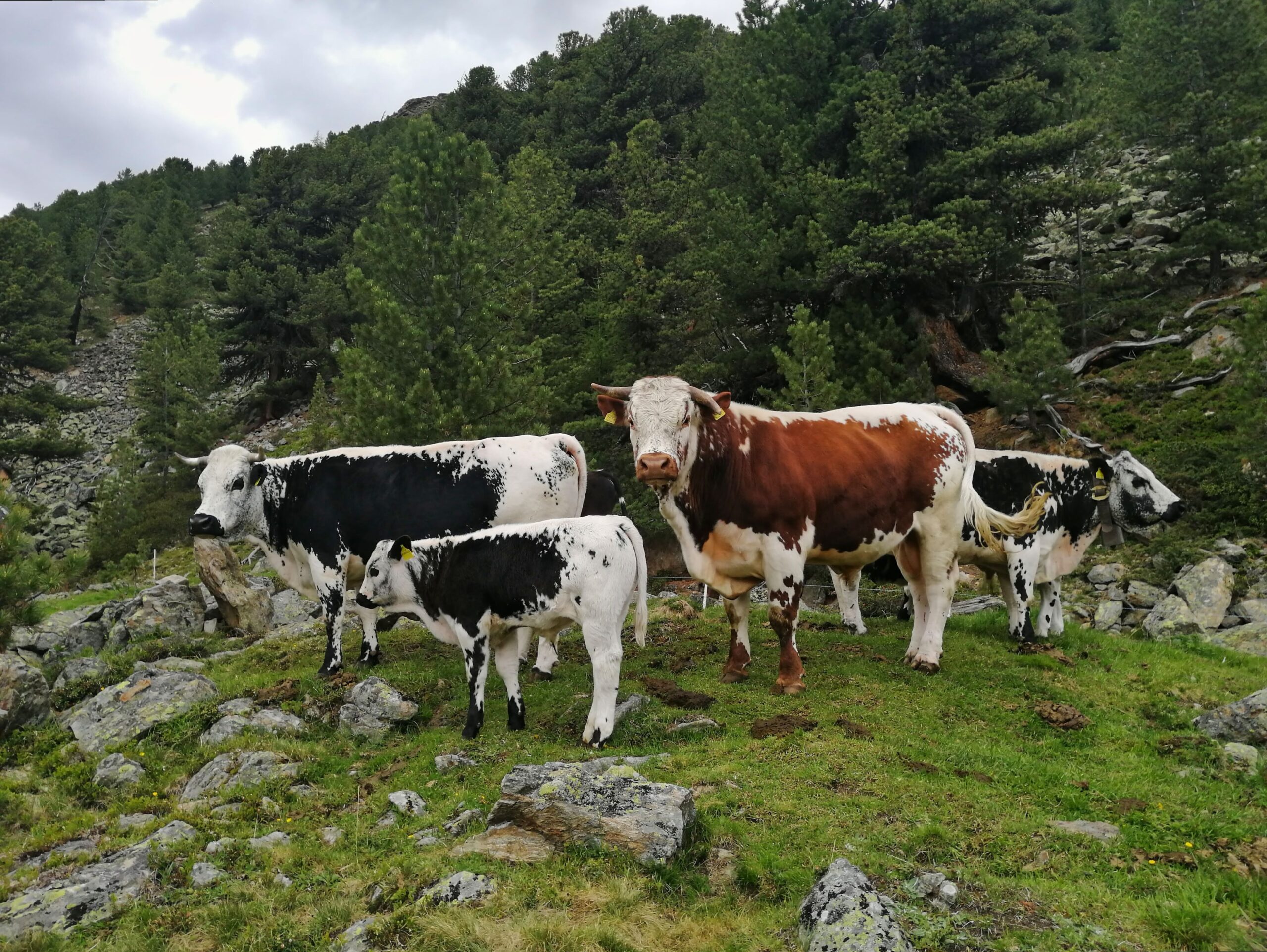 Wiartshof Urlaub auf dem Bauernof Langtaufers Ferienwohnung Pustertaler Sprinzen Sommerfrische