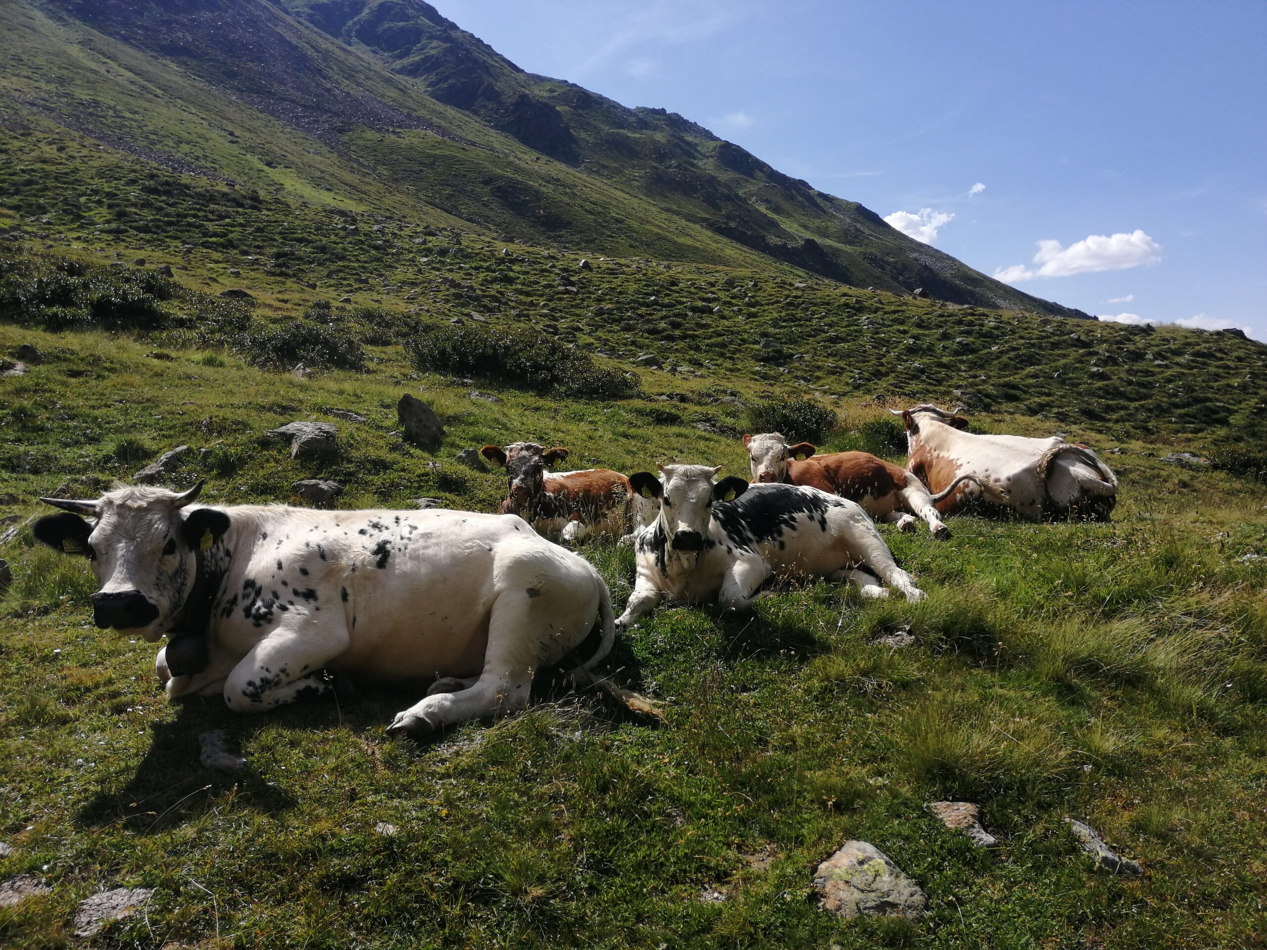 Wiartshof Urlaub auf dem Bauernof Langtaufers Ferienwohnung Pustertaler Sprinzen beim chillen