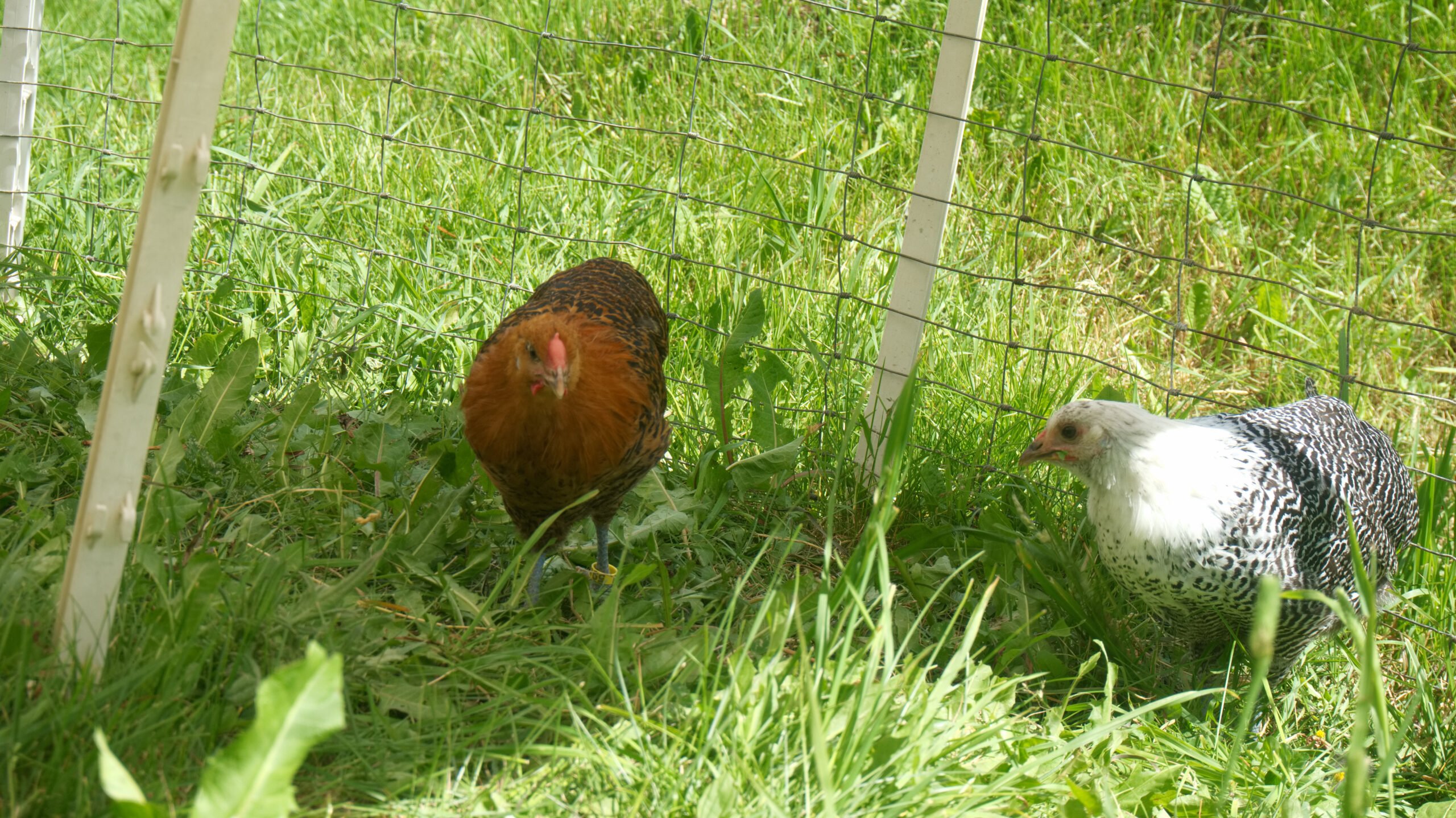 Wiartshof Urlaub auf dem Bauernof Langtaufers Ferienwohnungen Westfälische Totleger Auslauf