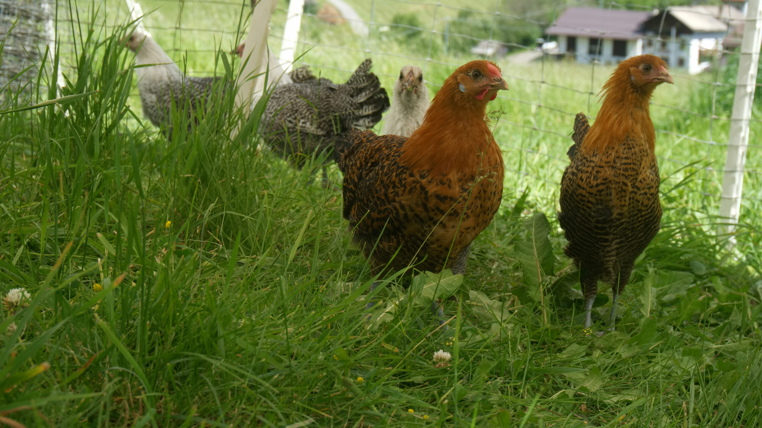 Wiartshof Urlaub auf dem Bauernof Langtaufers Ferienwohnungen Westfälische Totleger Wiese