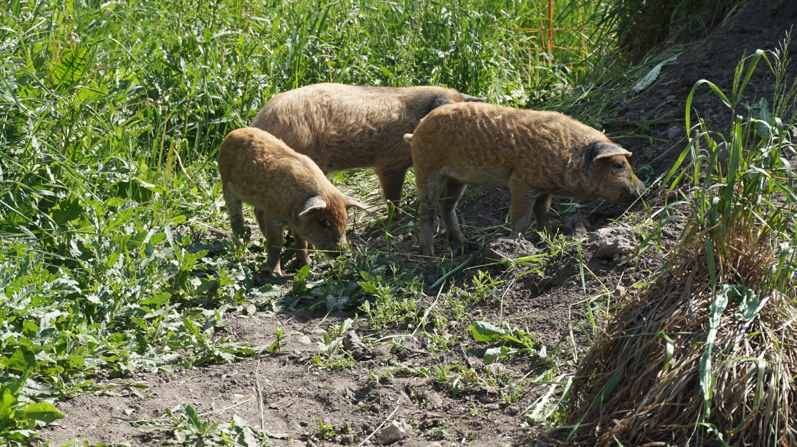 Wollschweine am Wiartshof Langtauers Ferienwohnungen