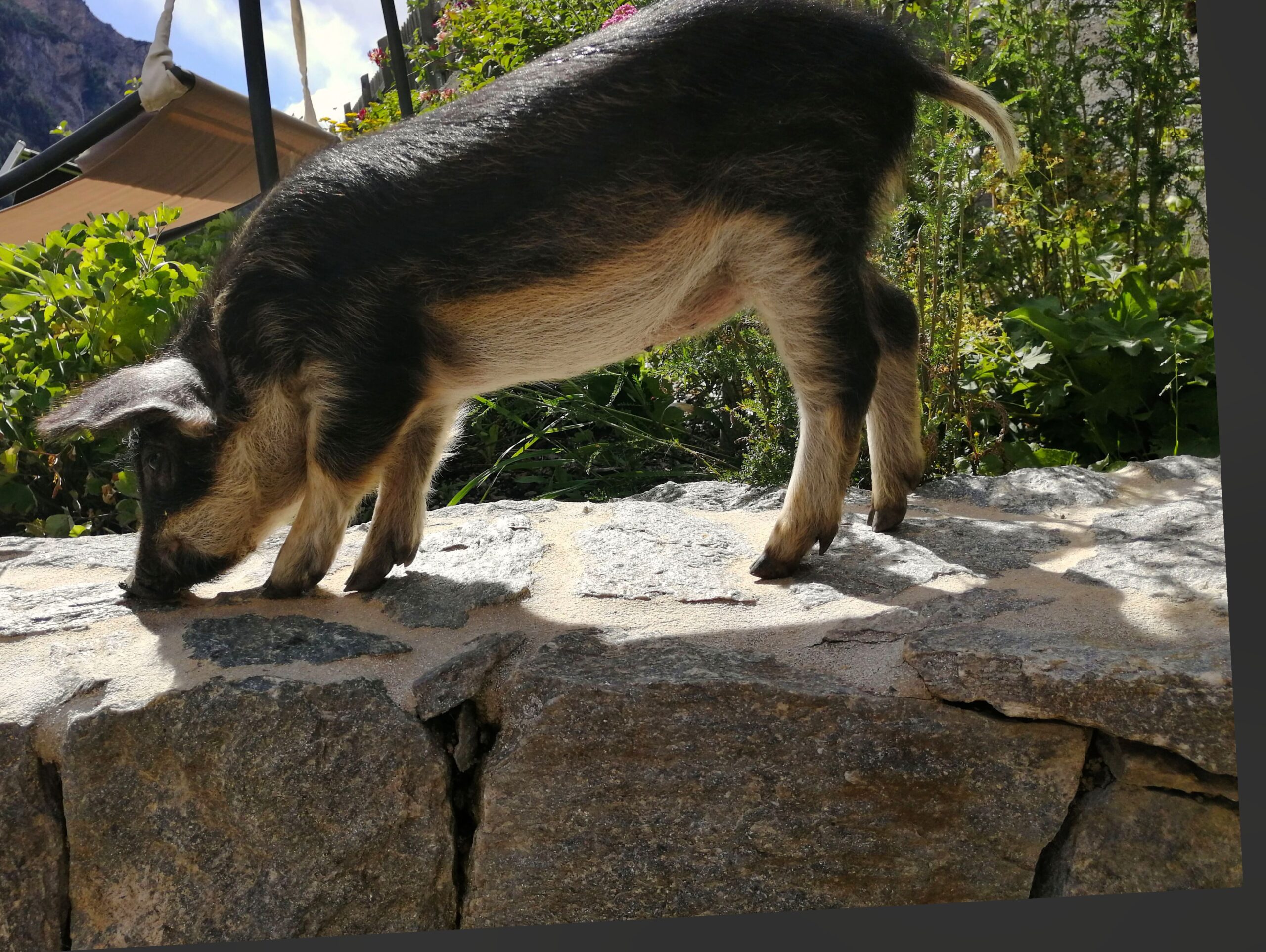 Wollschweine am Wiartshof Langtaufers Mini