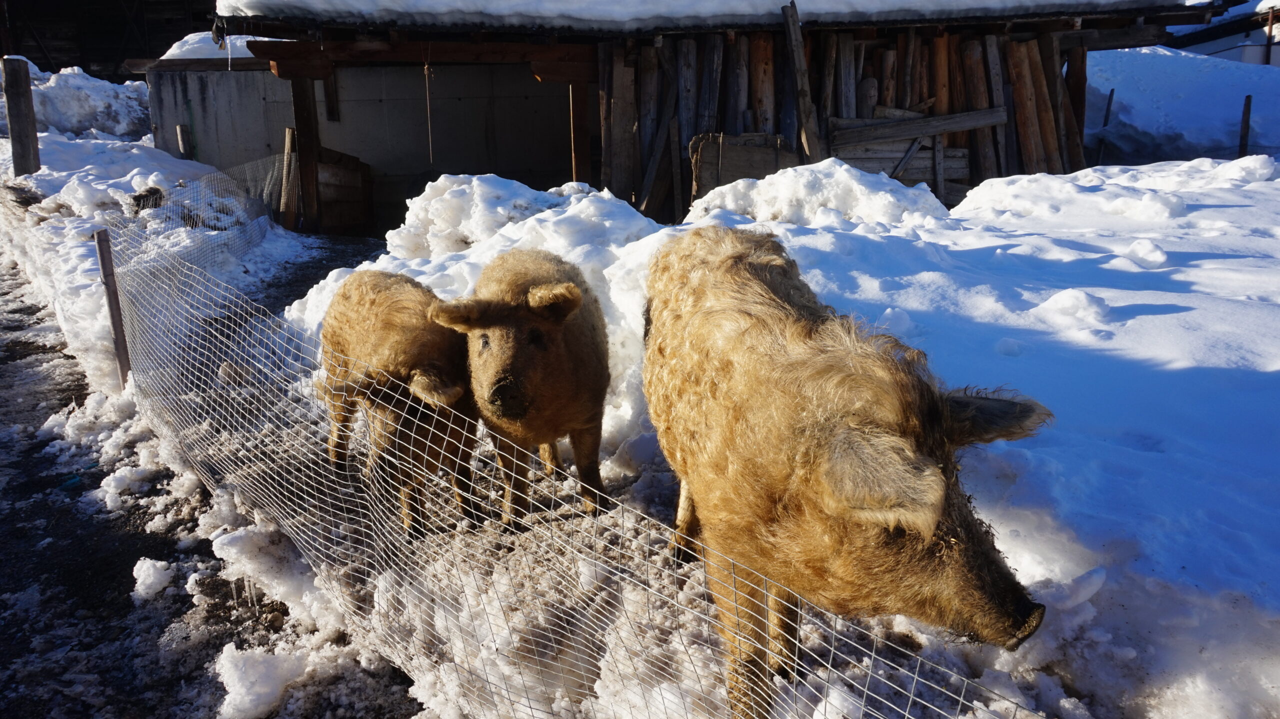 Wollschweine am Wiartshof Langtaufers Winter