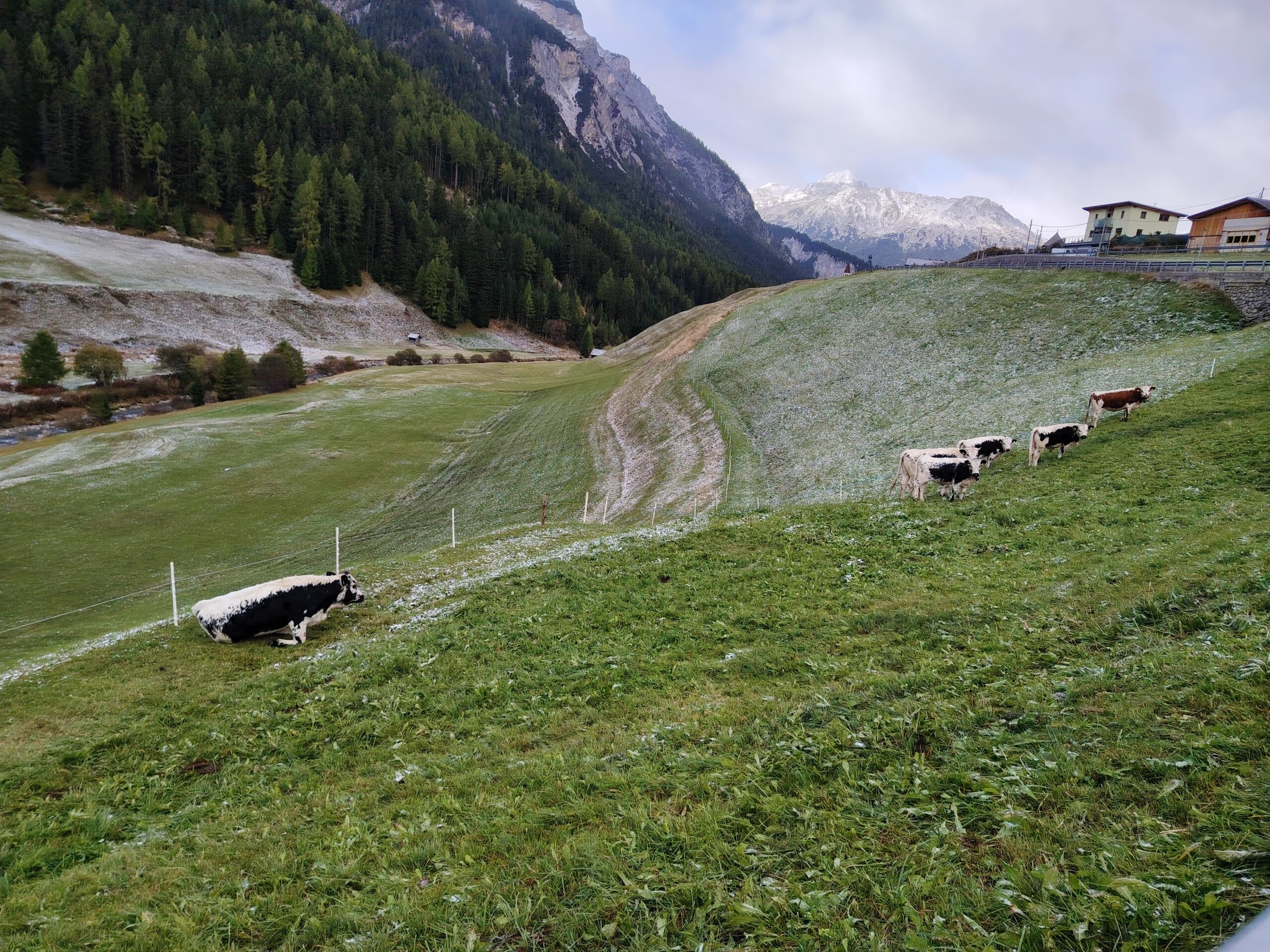Zurück von der Alm auf dem Hof auf der Weide